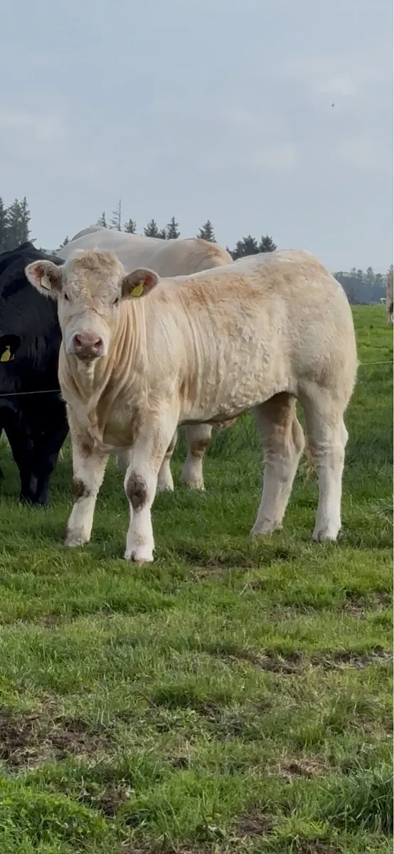 Pedigree Charolais heifer for sale in balla Mart - Image 1