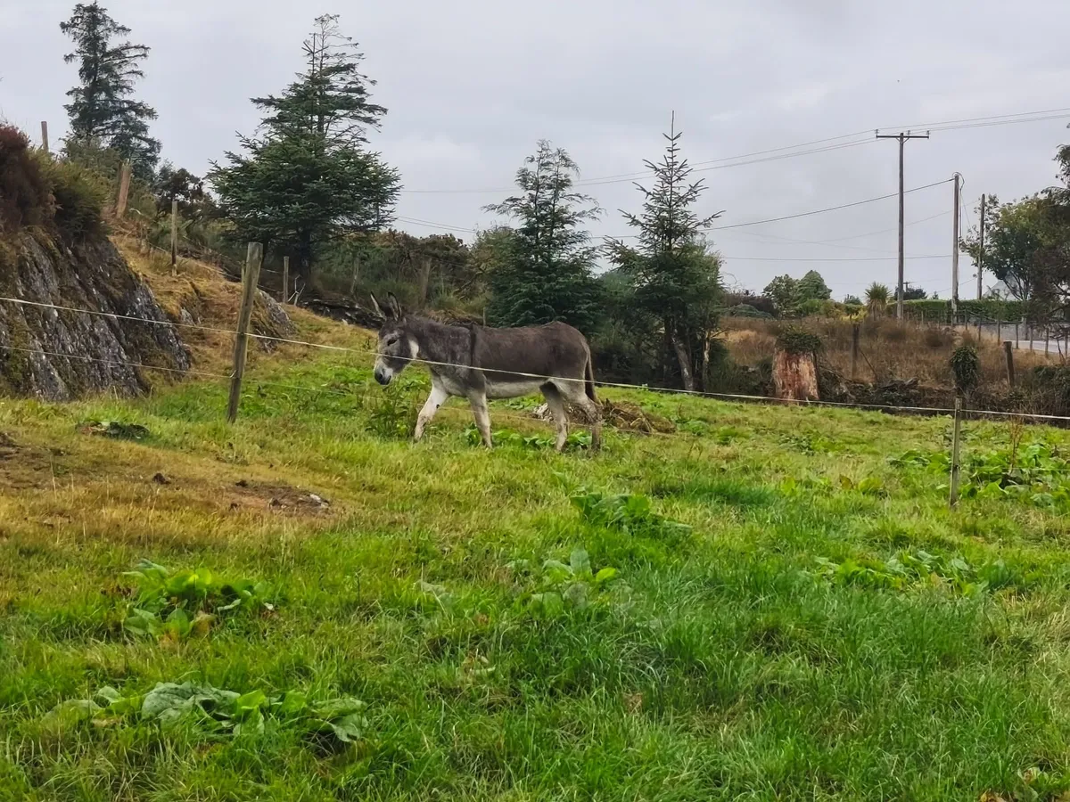Donkeys - Image 3