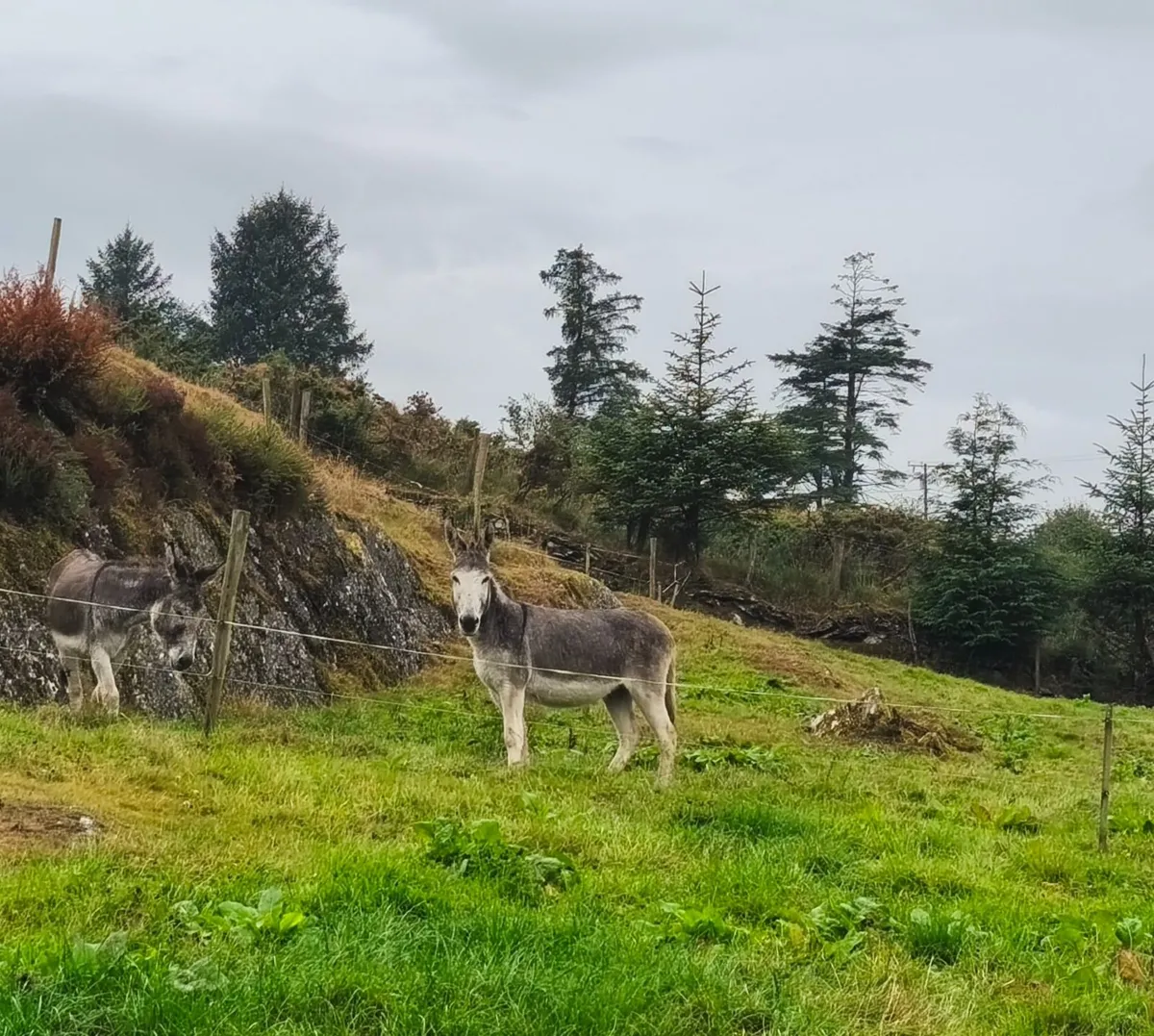 Donkeys - Image 4