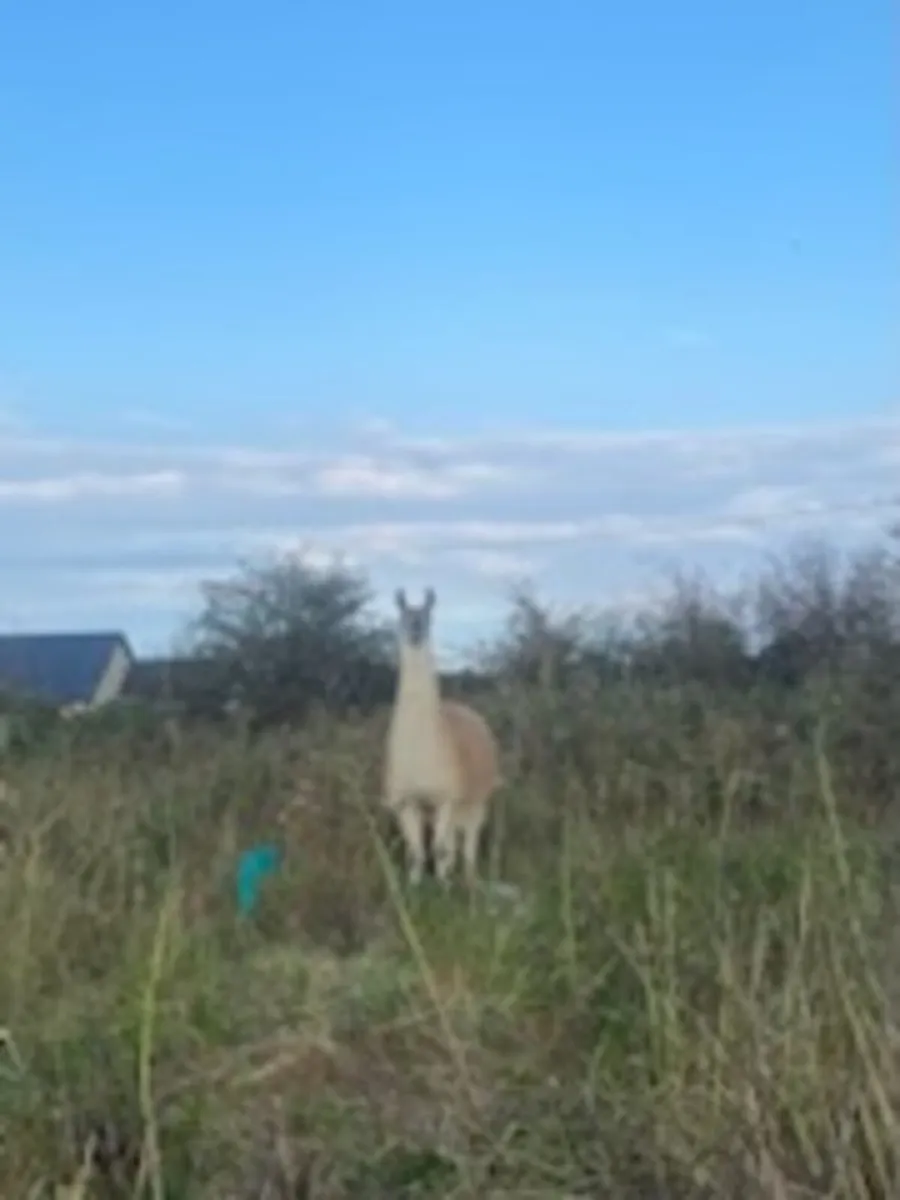 Lama - Image 3