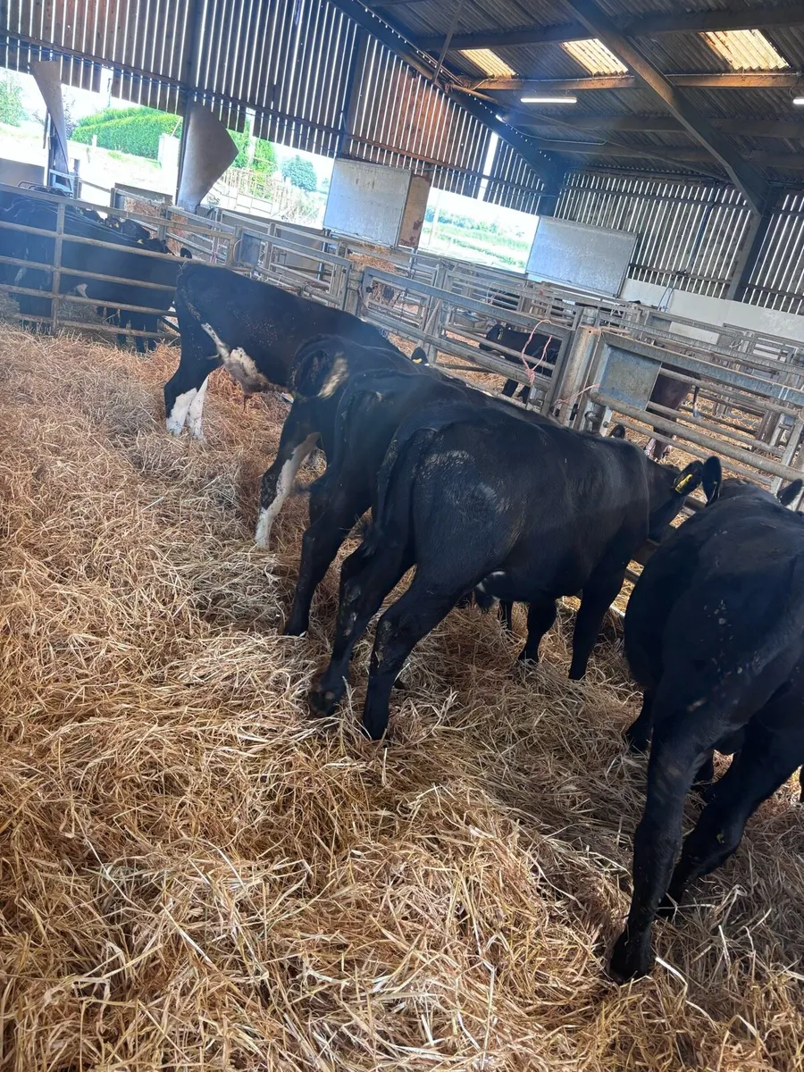 Angus & Hereford bulls - Image 1