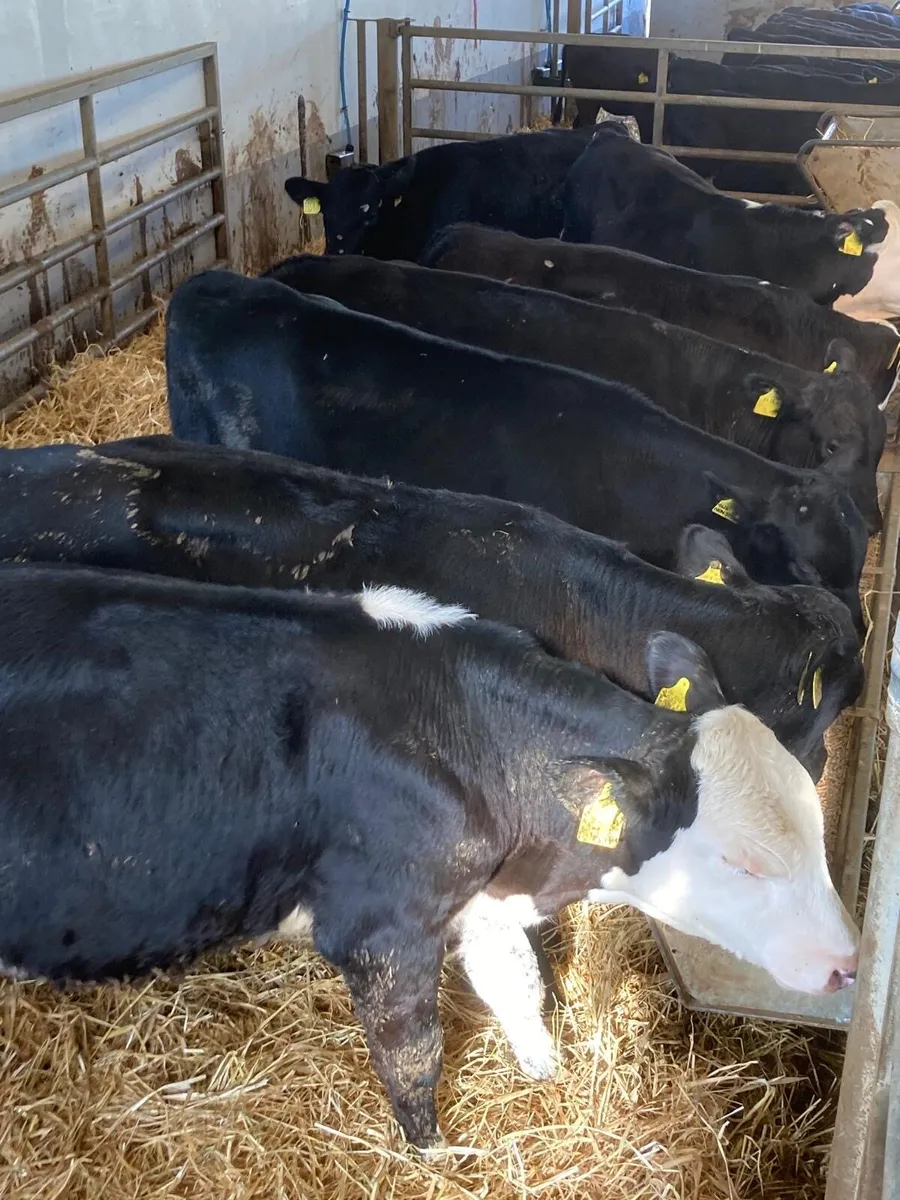 Angus & Hereford bulls - Image 2