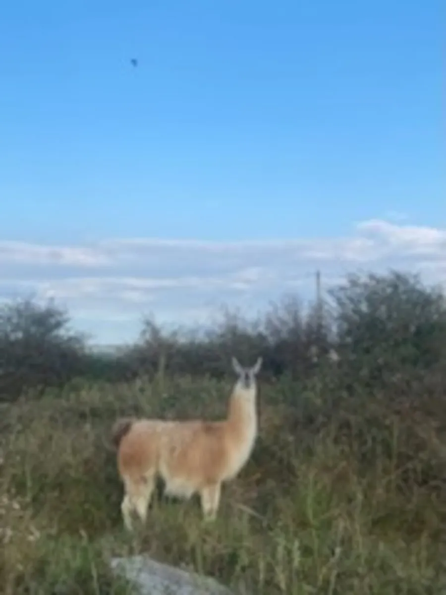 Lama - Image 1