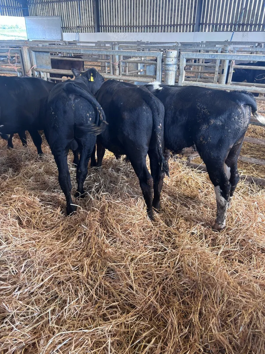 Angus & Hereford bulls - Image 3