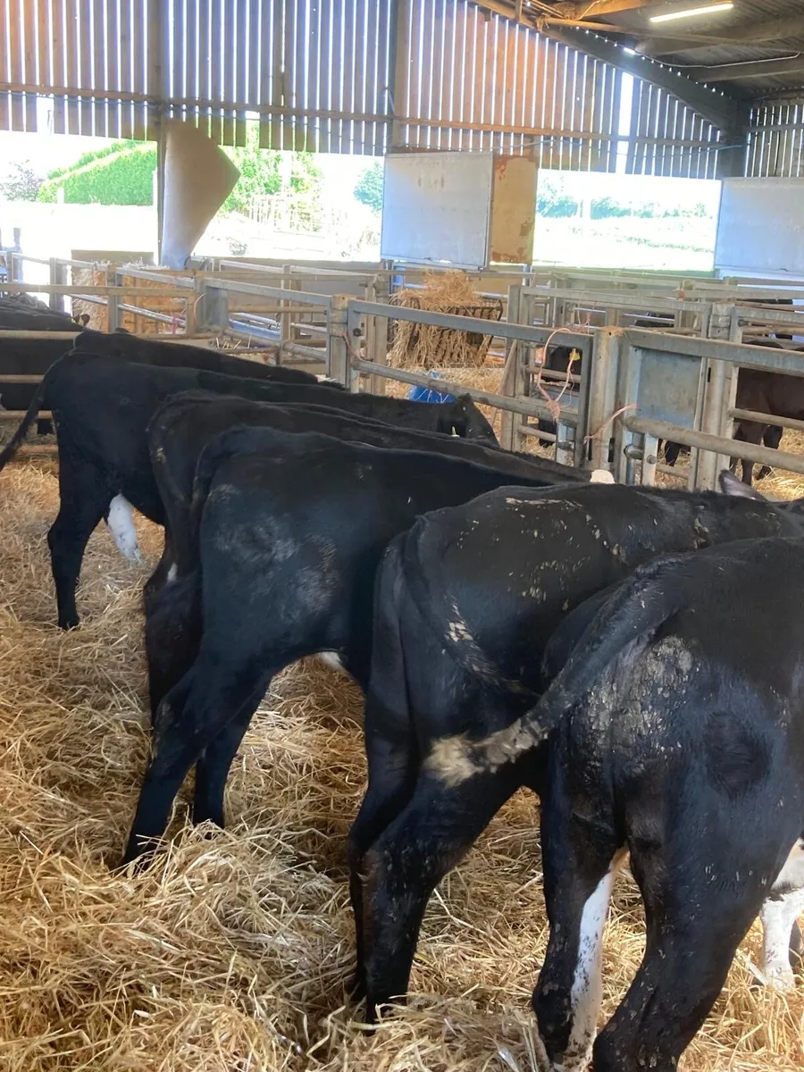 Angus & Hereford bulls - Image 4