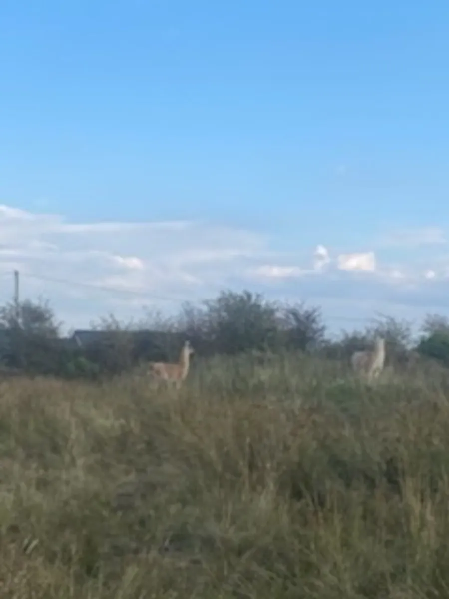 Lama - Image 4