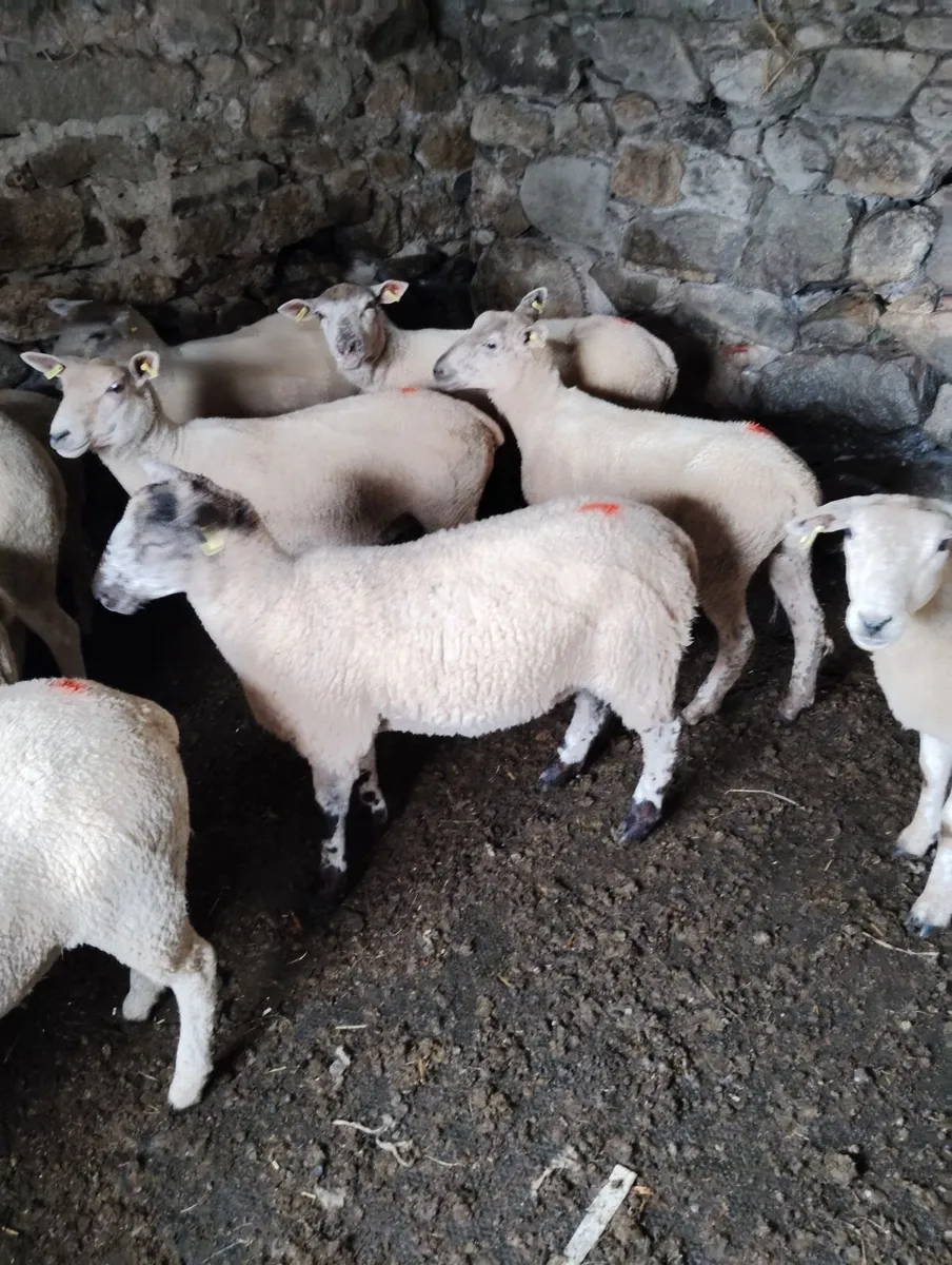 Breeding Hogget Ewes - Image 1