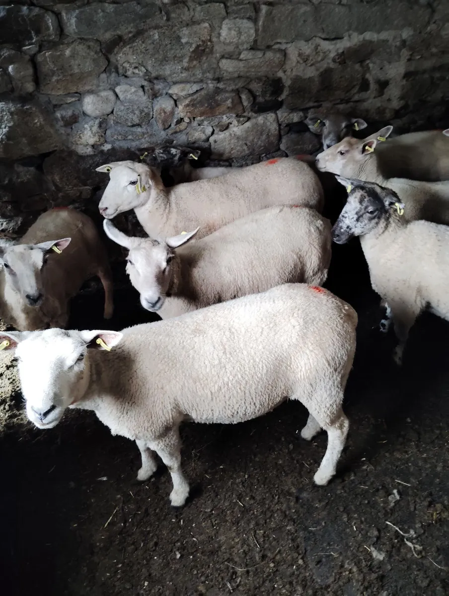 Breeding Hogget Ewes - Image 3