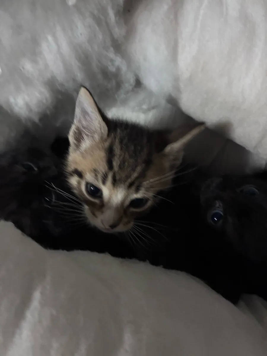 Kitten - Image 2