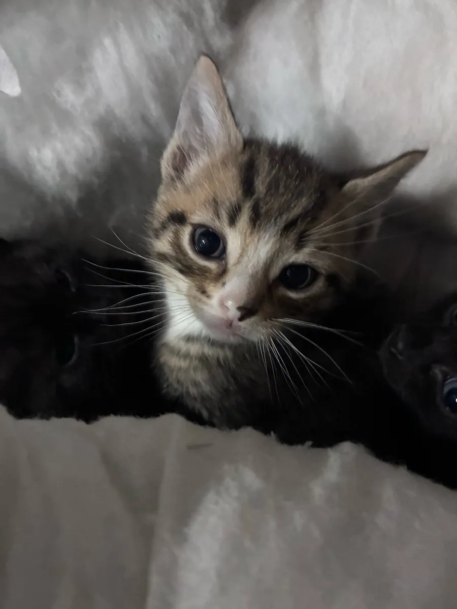 Kitten - Image 1