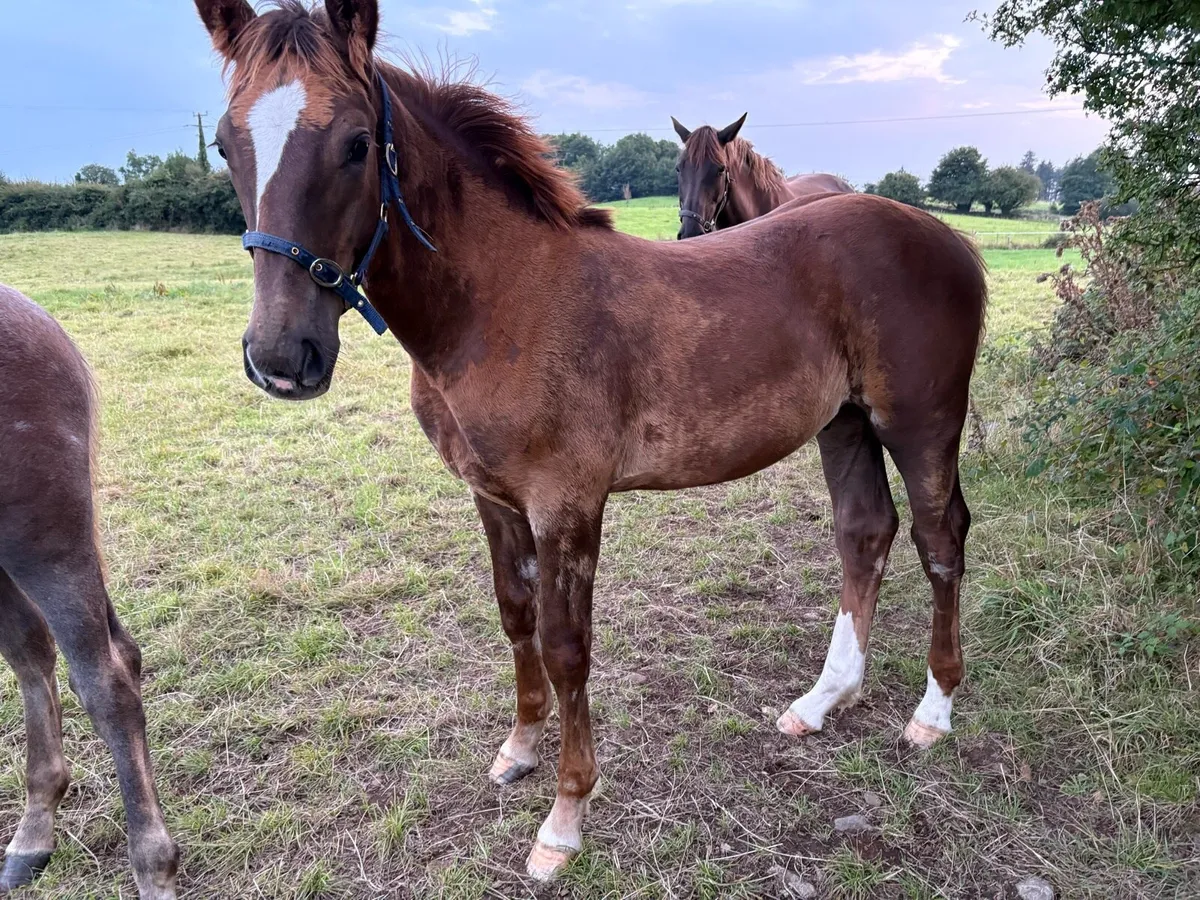 Equine - Image 3