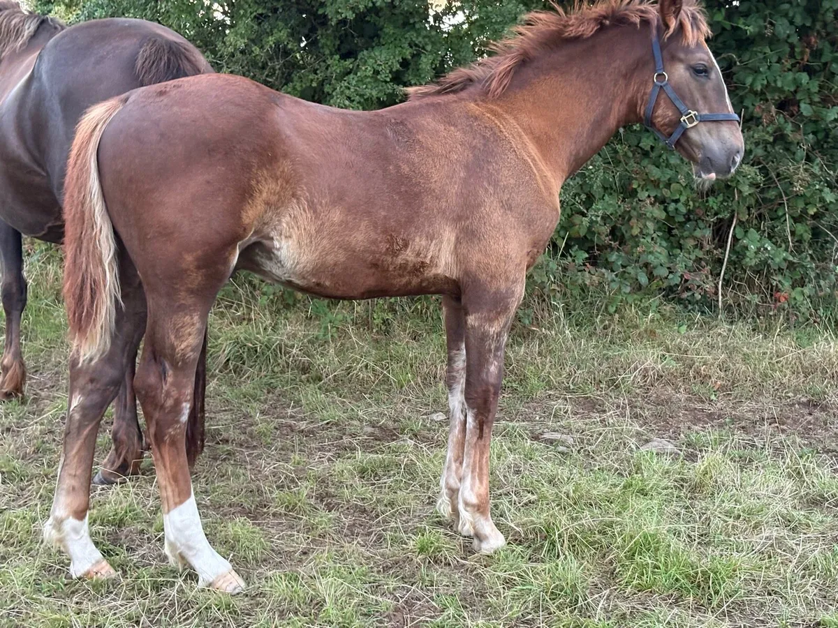 Equine - Image 4