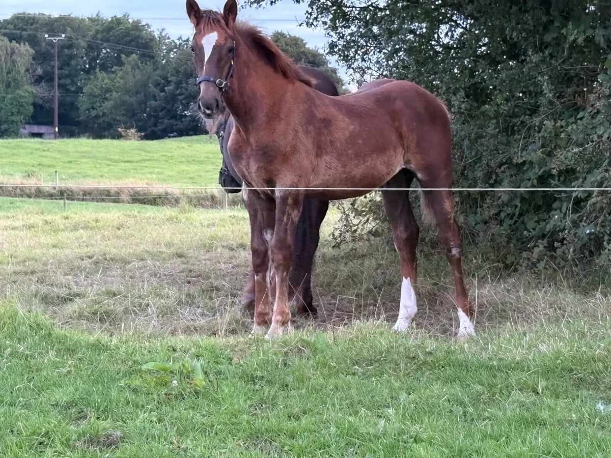 Equine - Image 2