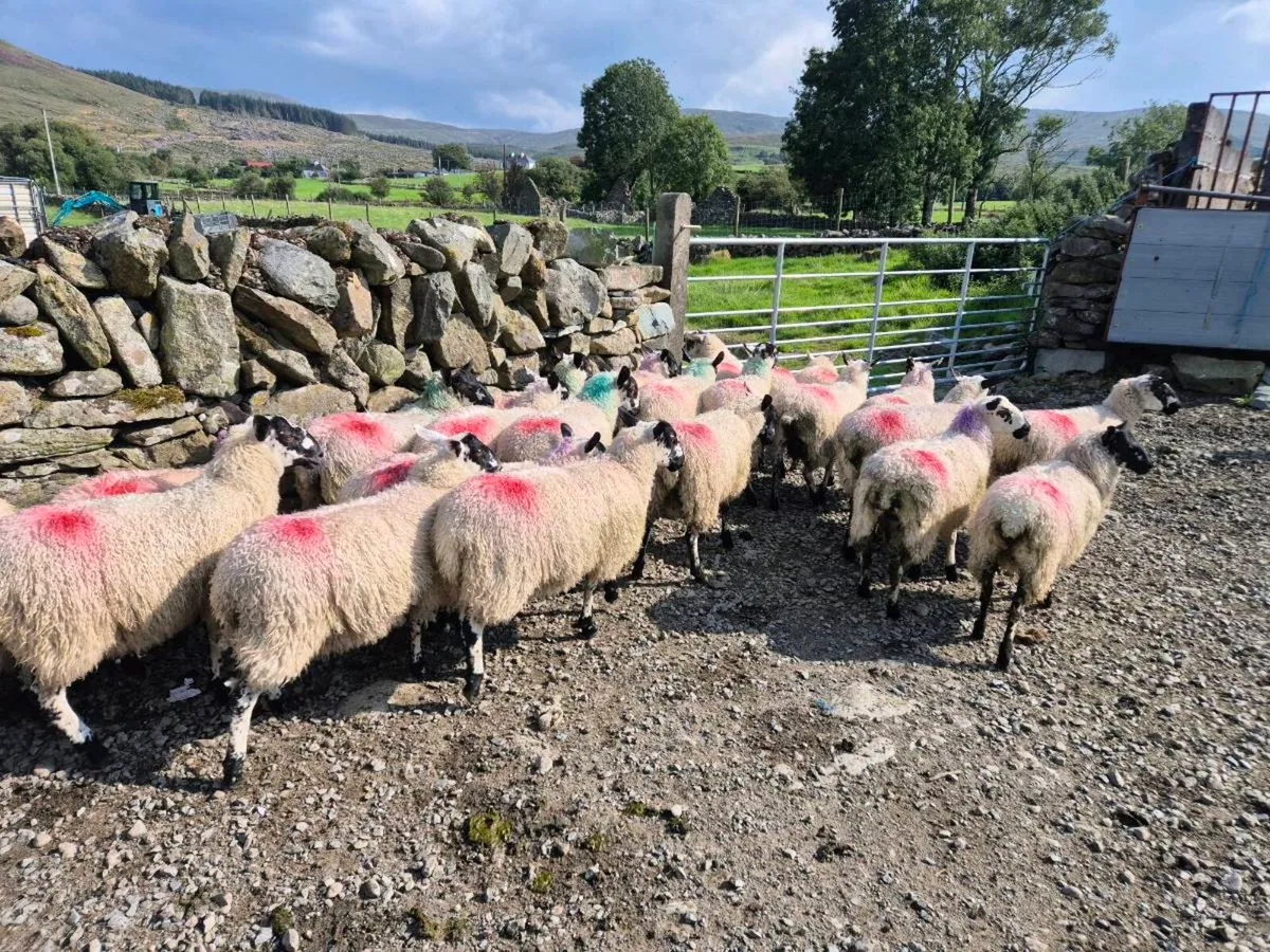 Mule ewe lamb pen numbers added - Image 3