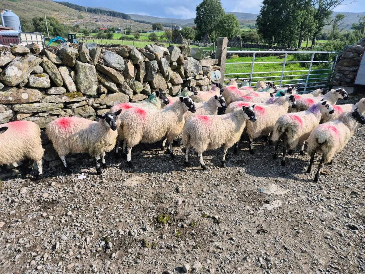 Mule ewe lamb pen numbers added - Image 4
