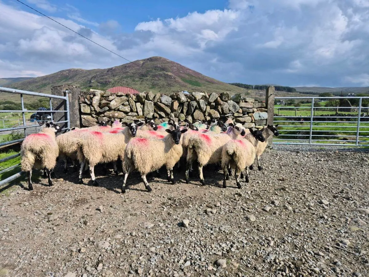 Mule ewe lamb pen numbers added - Image 2