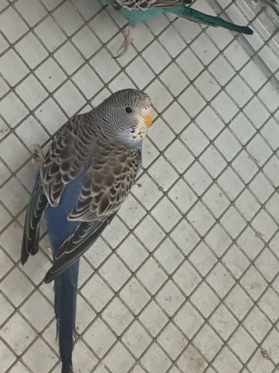 Budgies mutation - Image 3