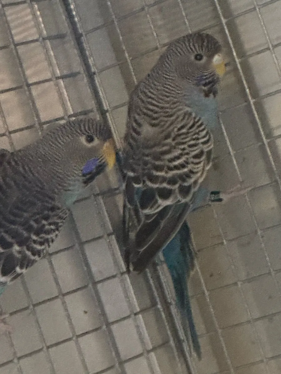 Budgies mutation - Image 4
