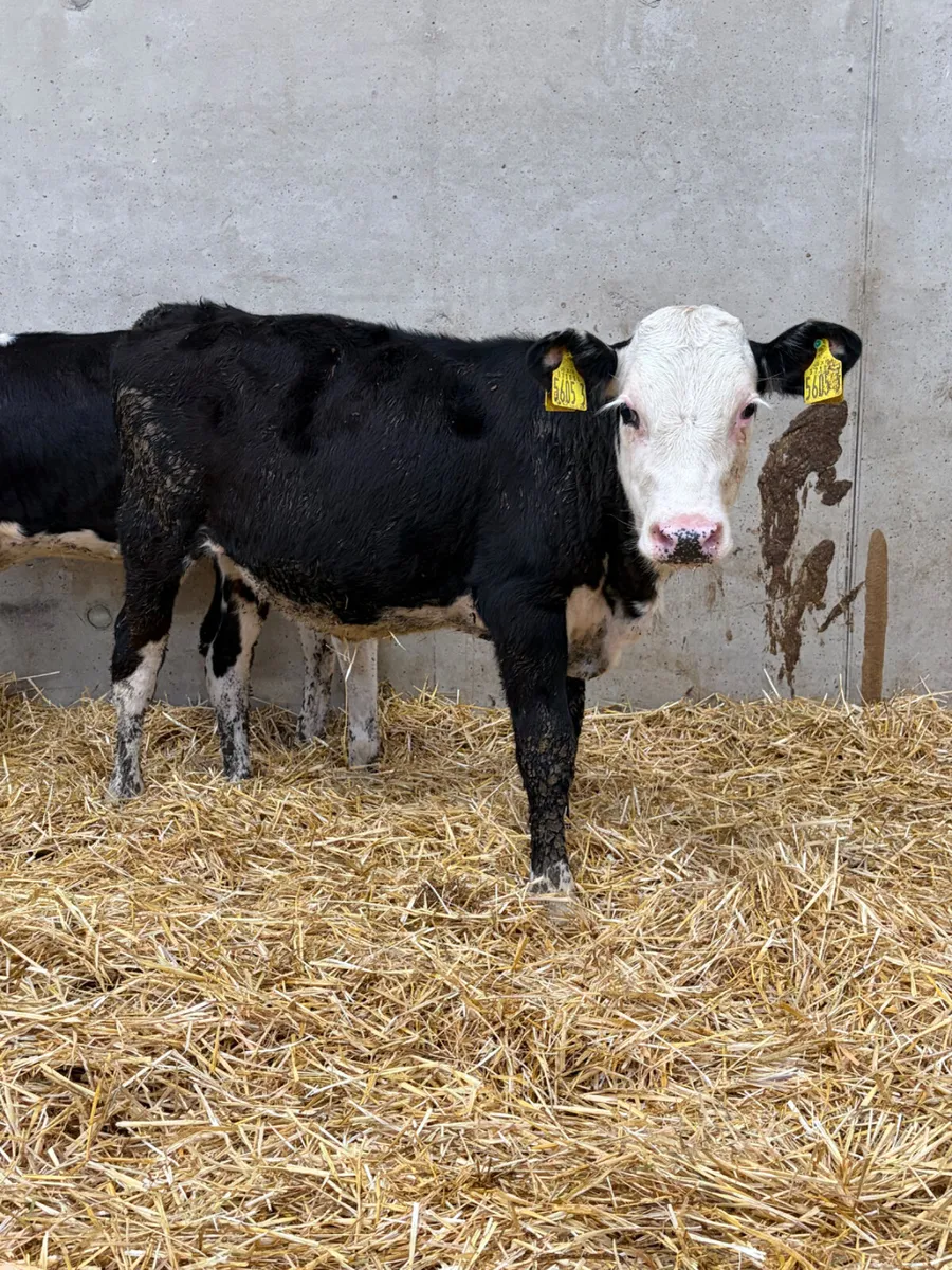 2 Reared Hereford Heifers - Image 2