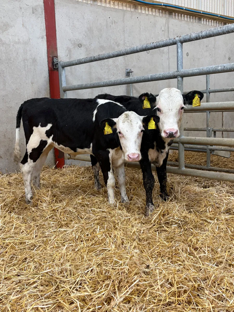 2 Reared Hereford Heifers - Image 1