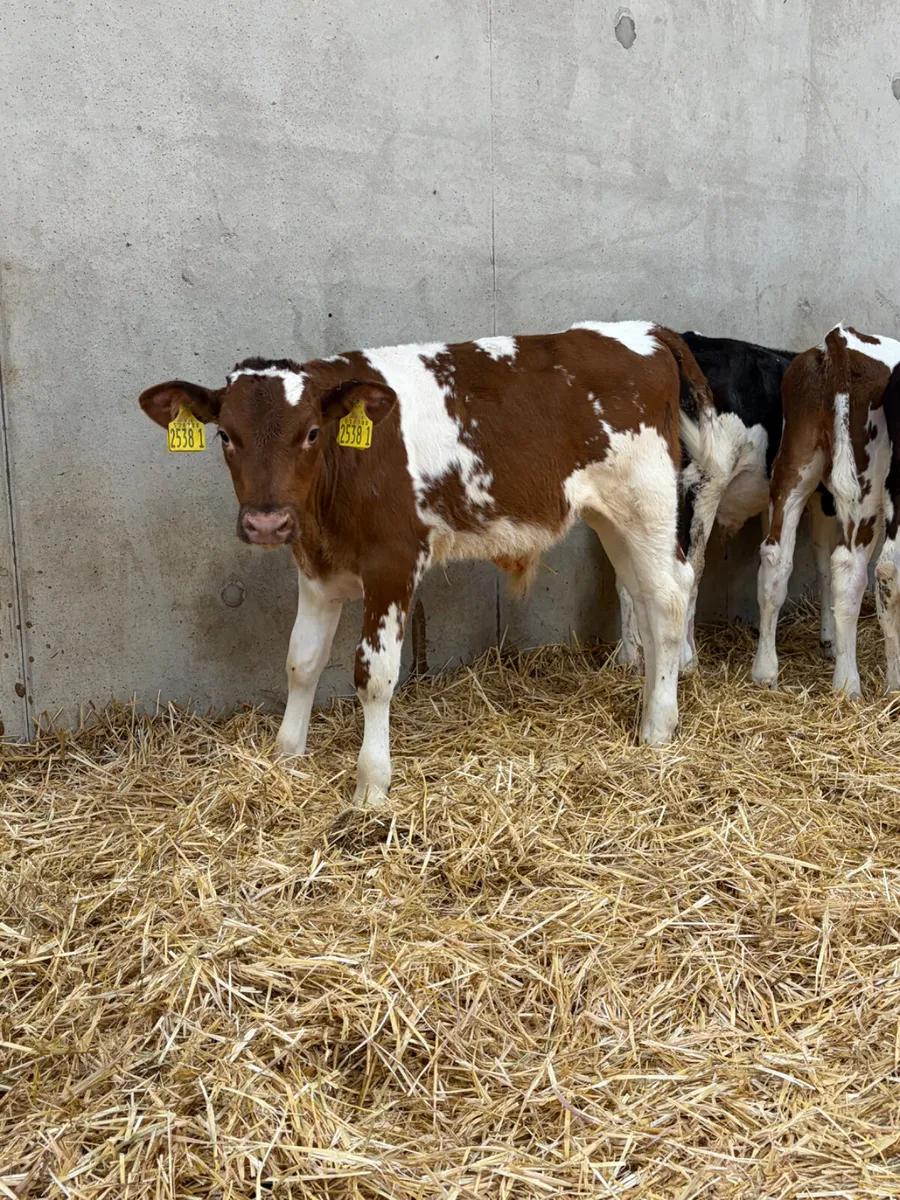 4 Shorthorn Bull Calves - Image 4