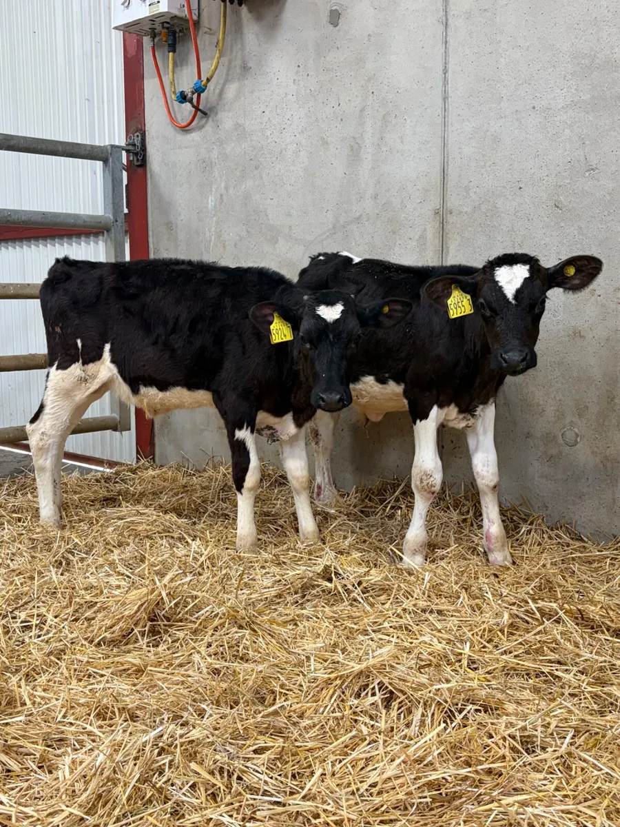 4 Shorthorn Bull Calves - Image 3