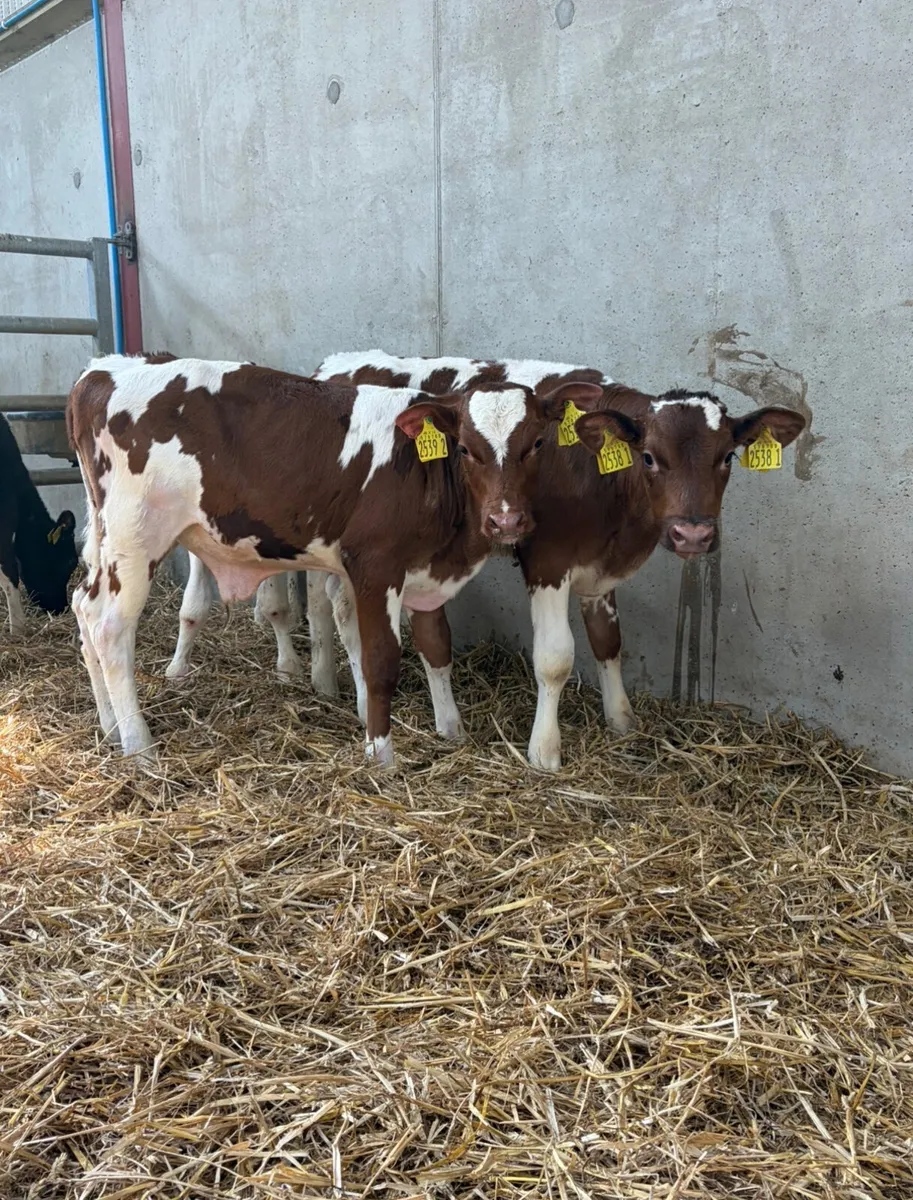 4 Shorthorn Bull Calves - Image 1