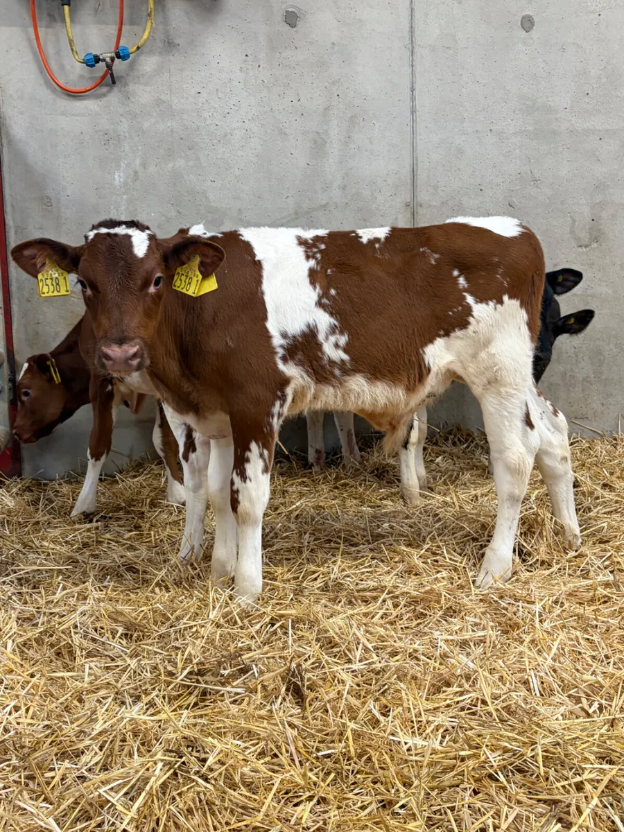 4 Shorthorn Bull Calves - Image 2