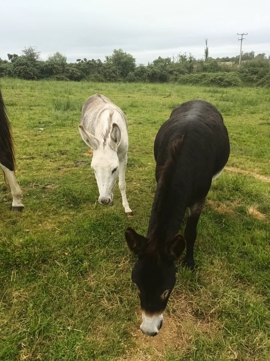 2 Female Donkeys - Image 1