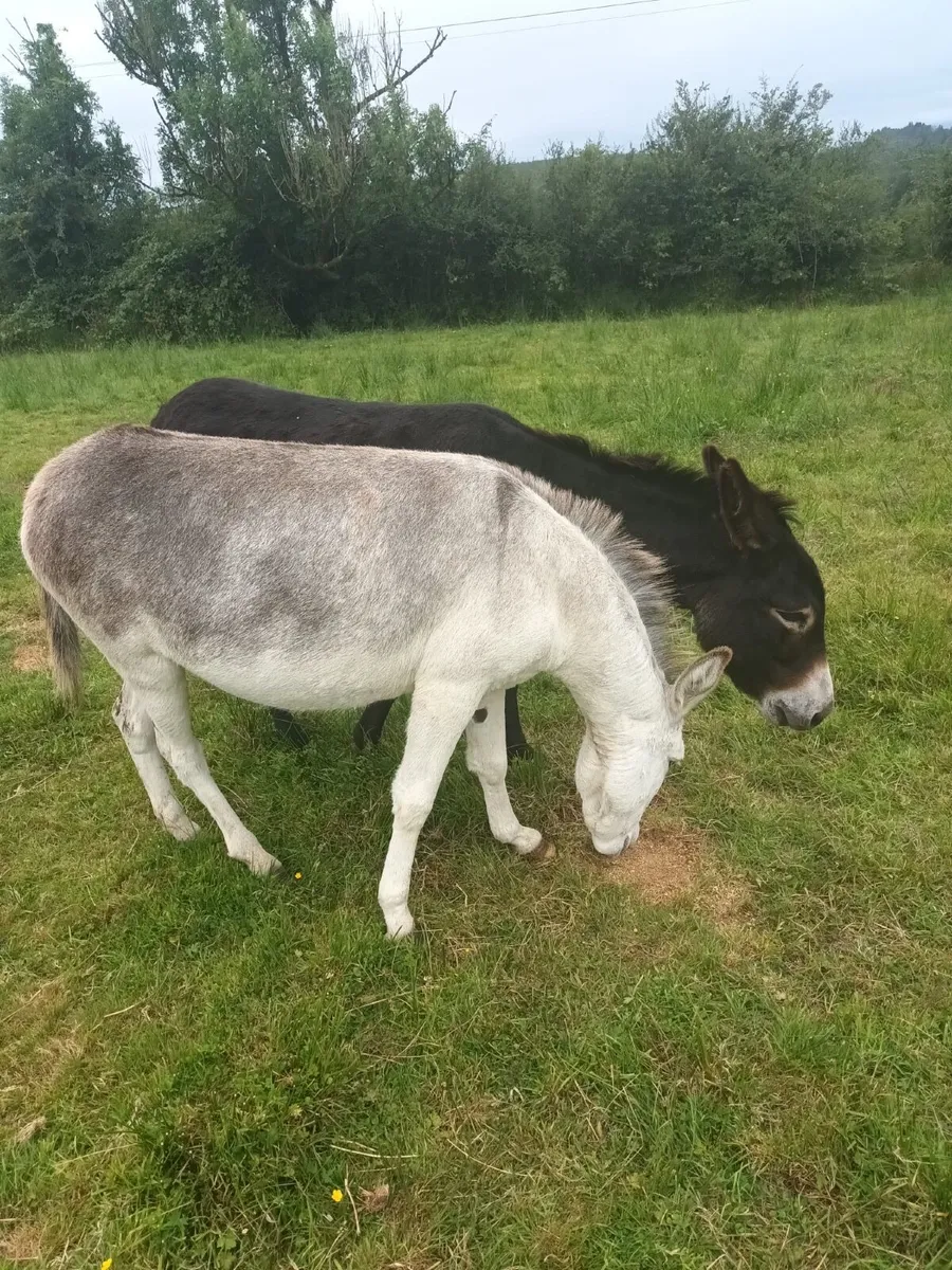 2 Female Donkeys - Image 2
