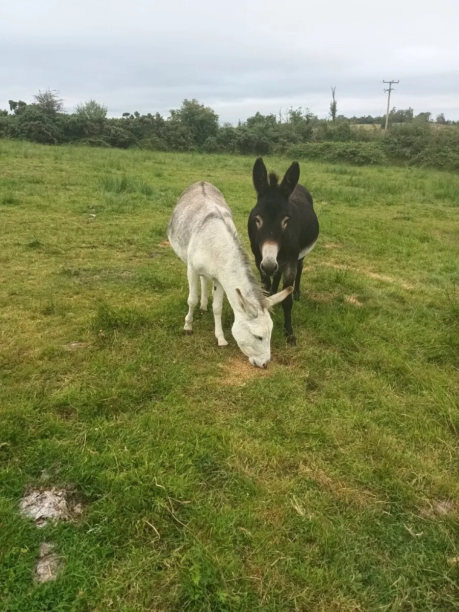 2 Female Donkeys - Image 3