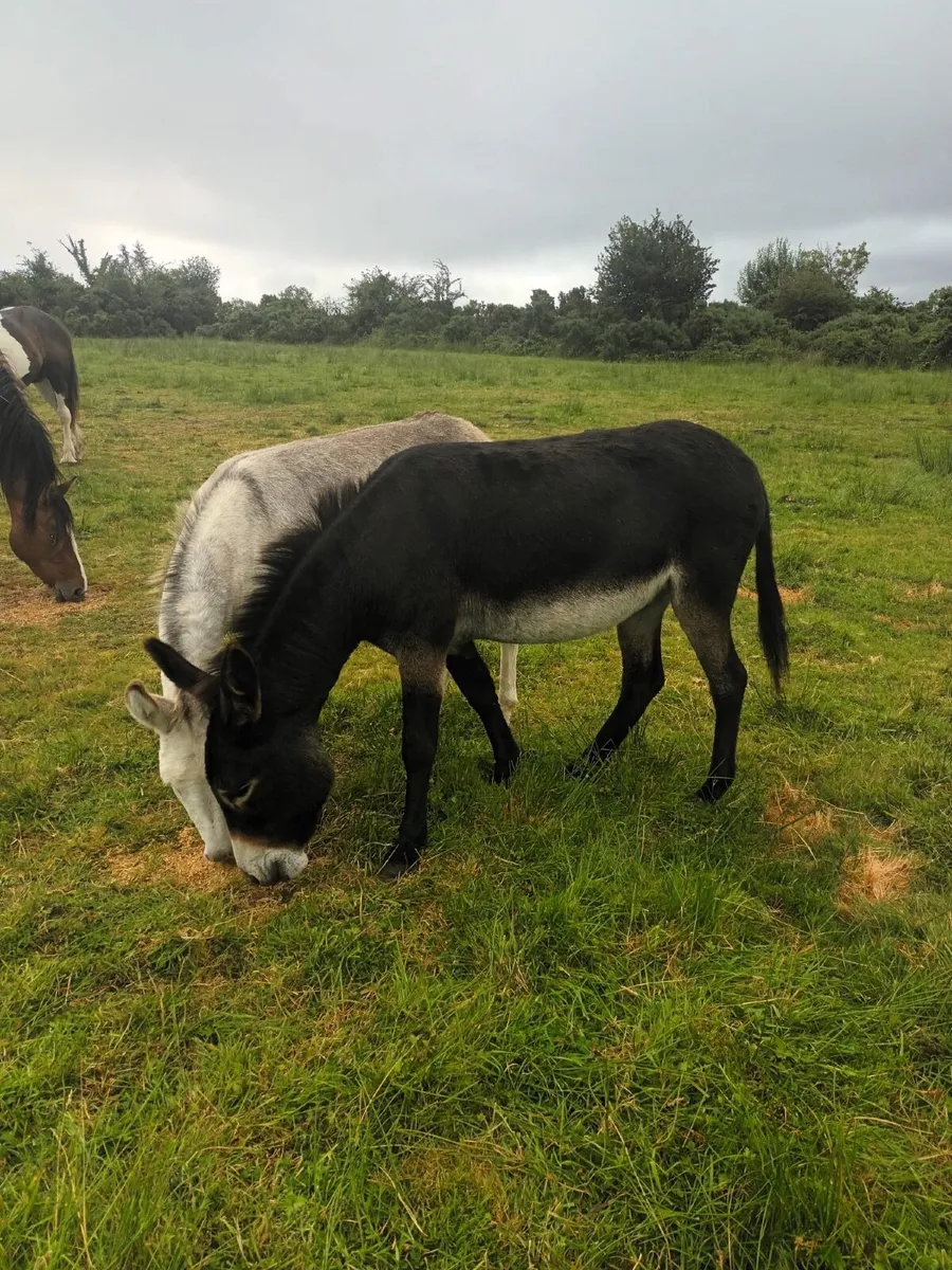 2 Female Donkeys - Image 4