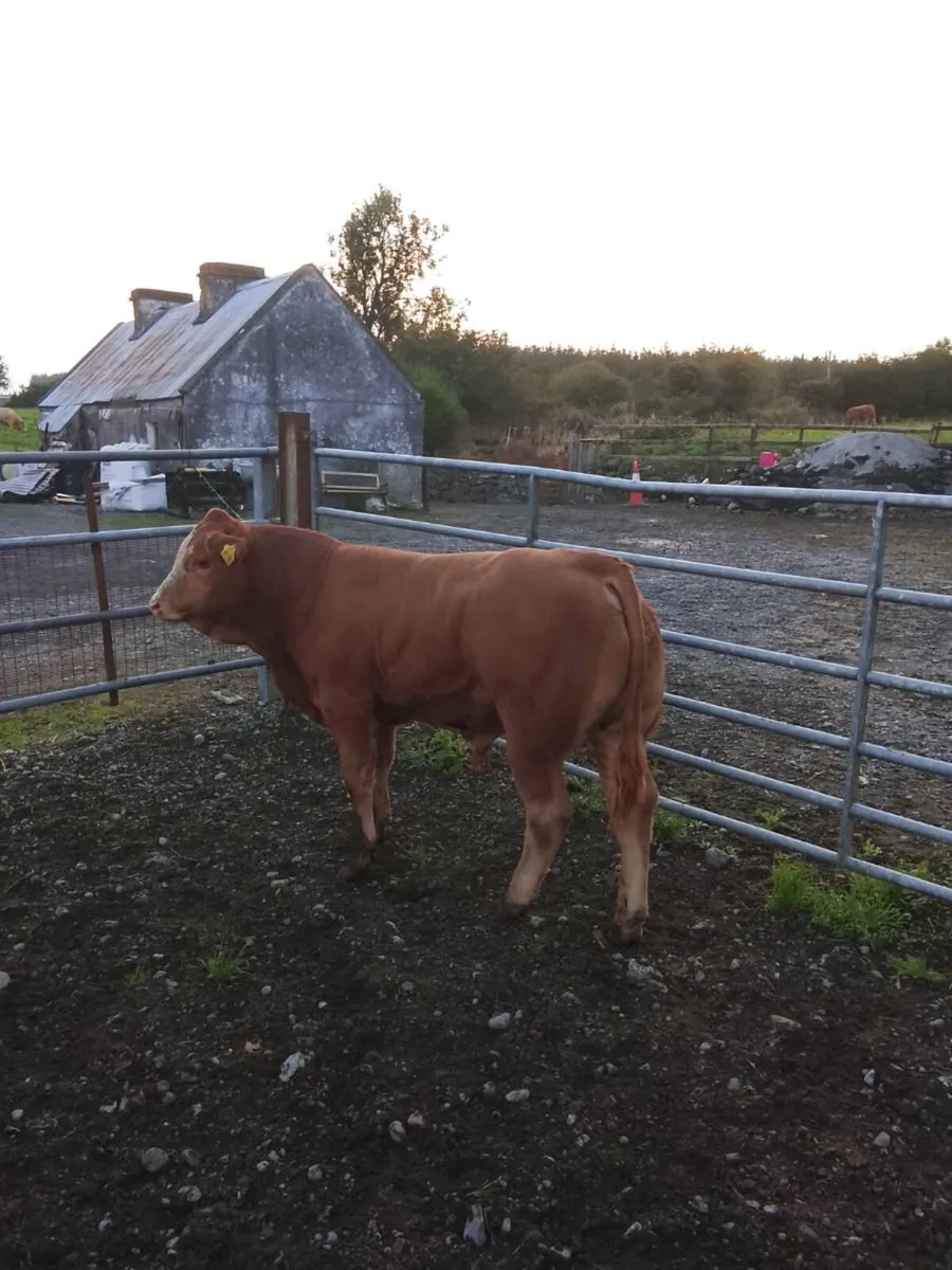 ***WEANLINGS*** Balla Mart 1st of September - Image 2