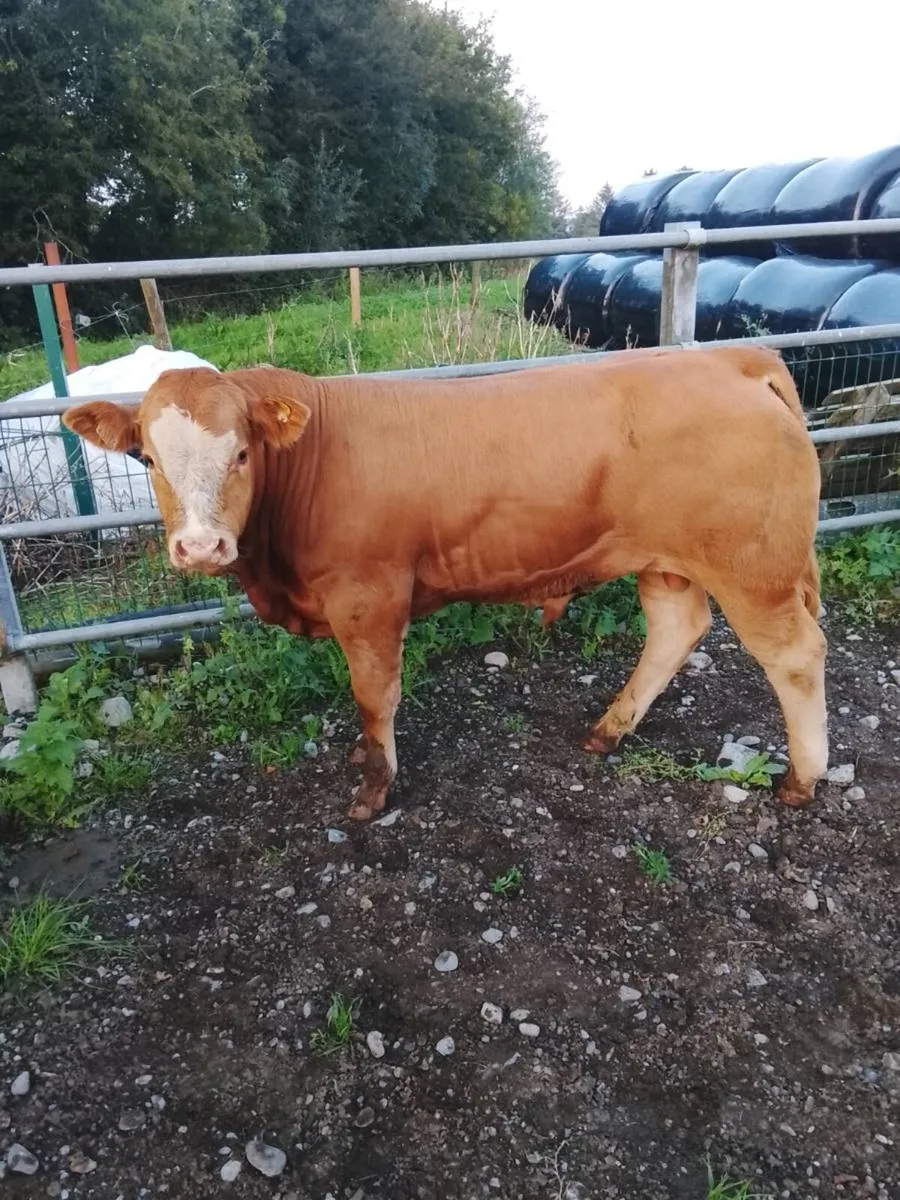 ***WEANLINGS*** Balla Mart 1st of September - Image 3