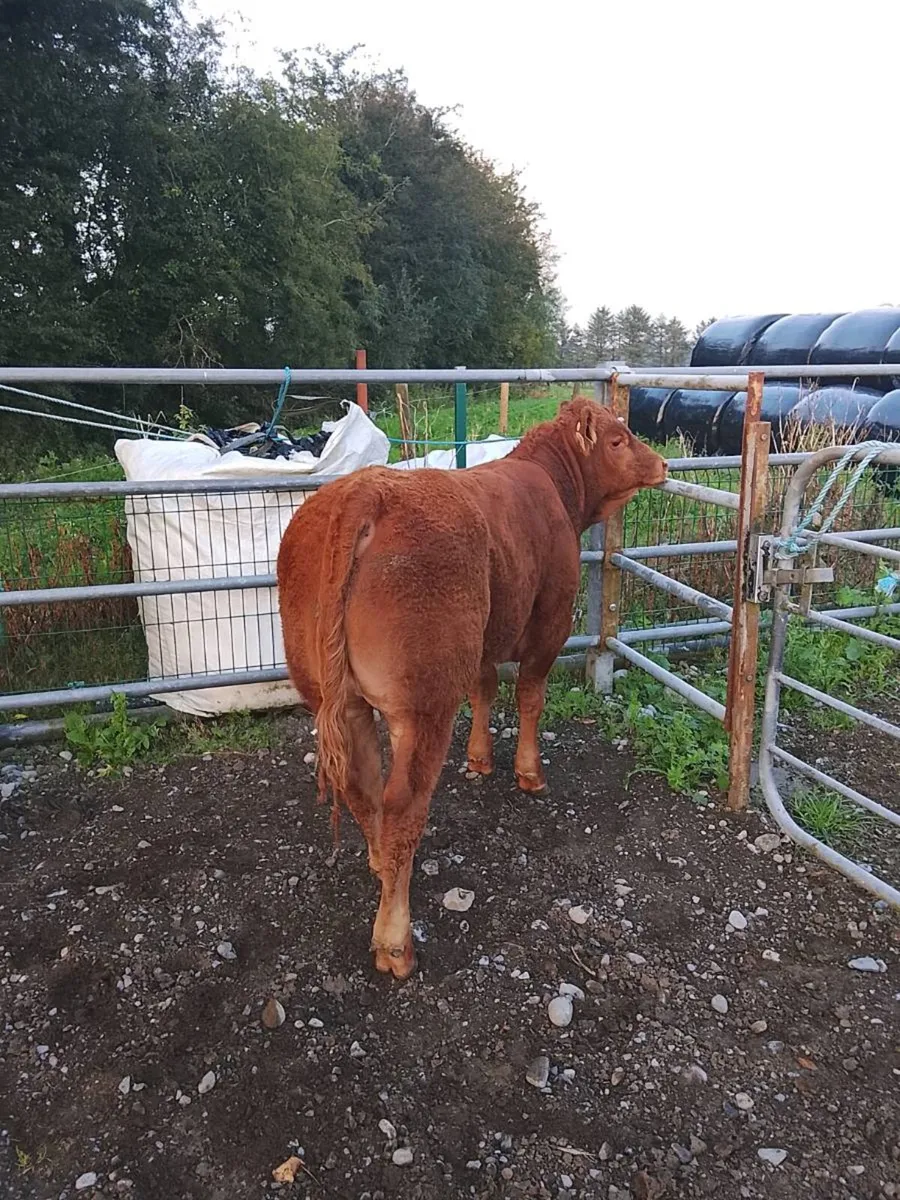 ***WEANLINGS*** Balla Mart 1st of September - Image 4