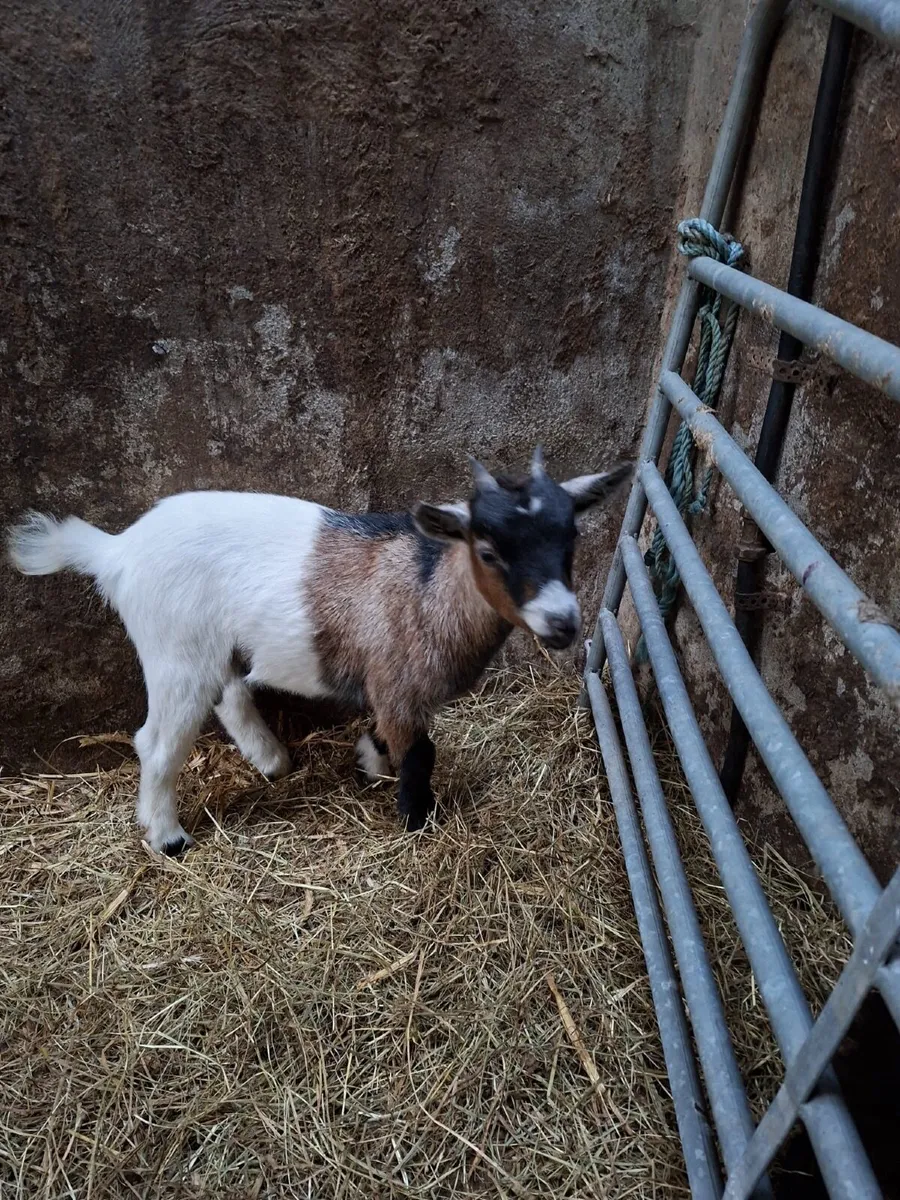 2 Pygmy Kid Goats + 1 Anglo Nubian - Image 1