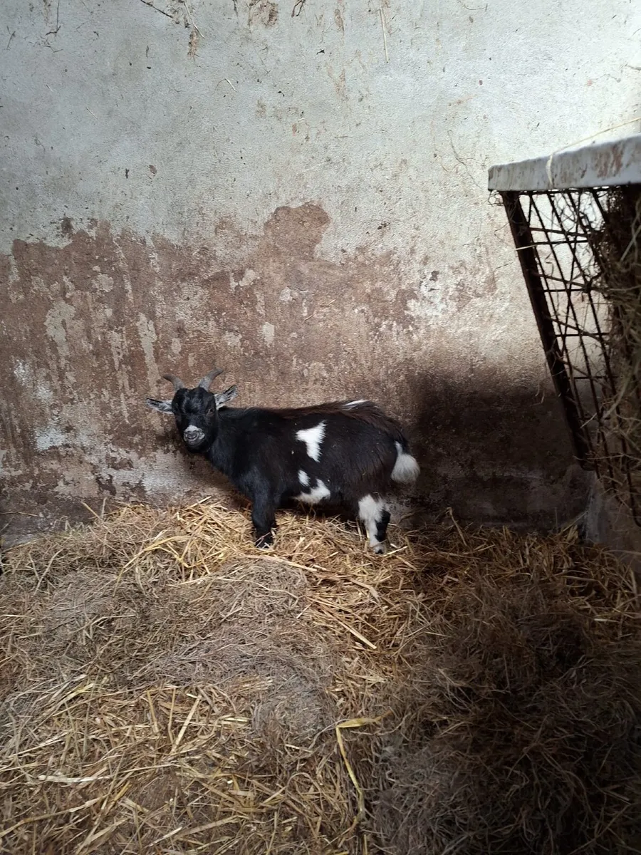 2 Pygmy Kid Goats + 1 Anglo Nubian - Image 2