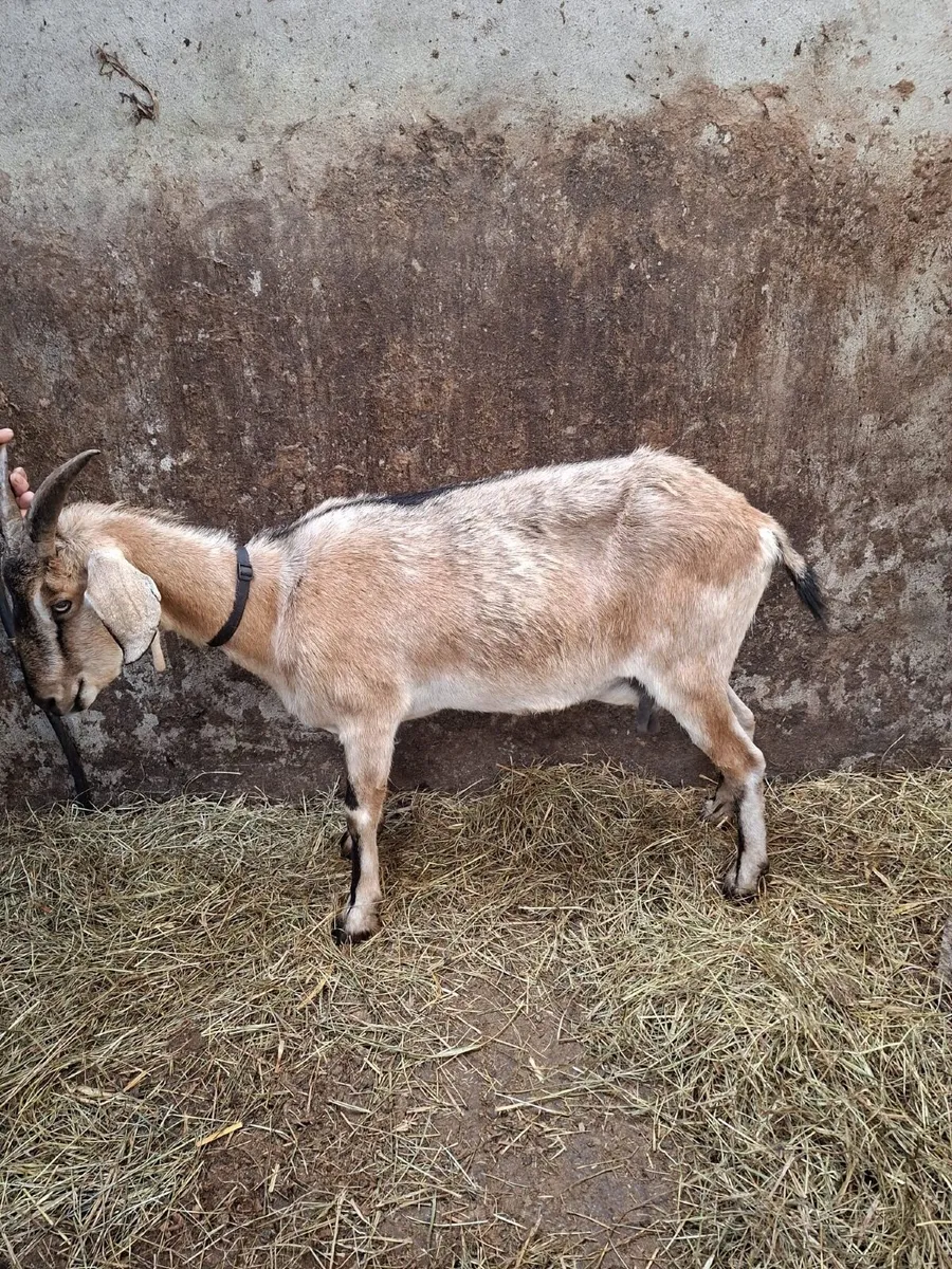 2 Pygmy Kid Goats + 1 Anglo Nubian - Image 3