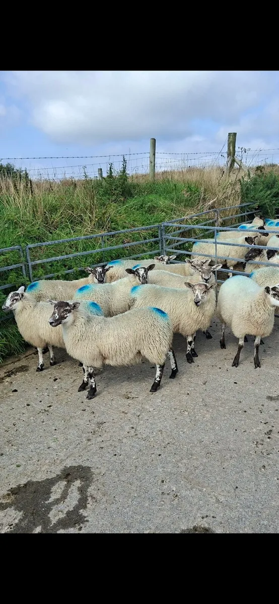 Ewe lambs for sale - Image 1