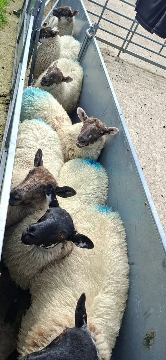 Ewe lambs for sale - Image 2