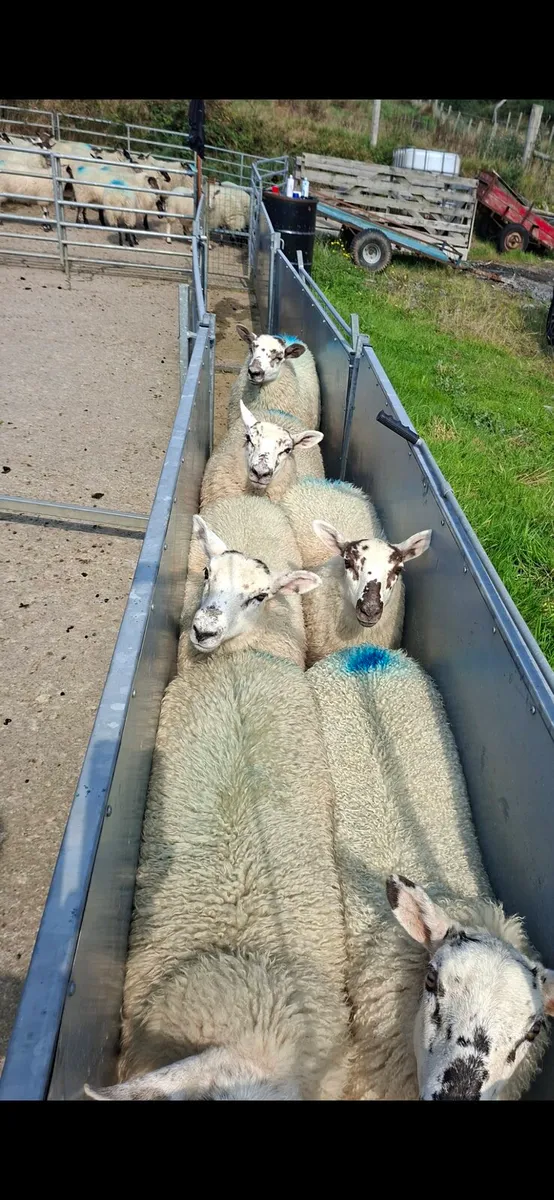 Ewe lambs for sale - Image 3