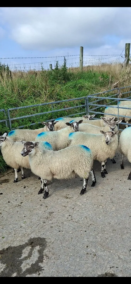 Ewe lambs for sale - Image 4