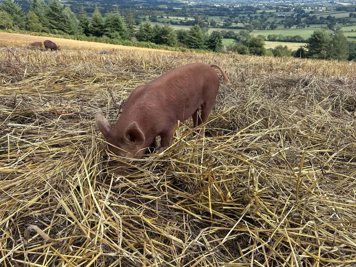 Tamworth Organic Weaner Piglets pigs - Image 4