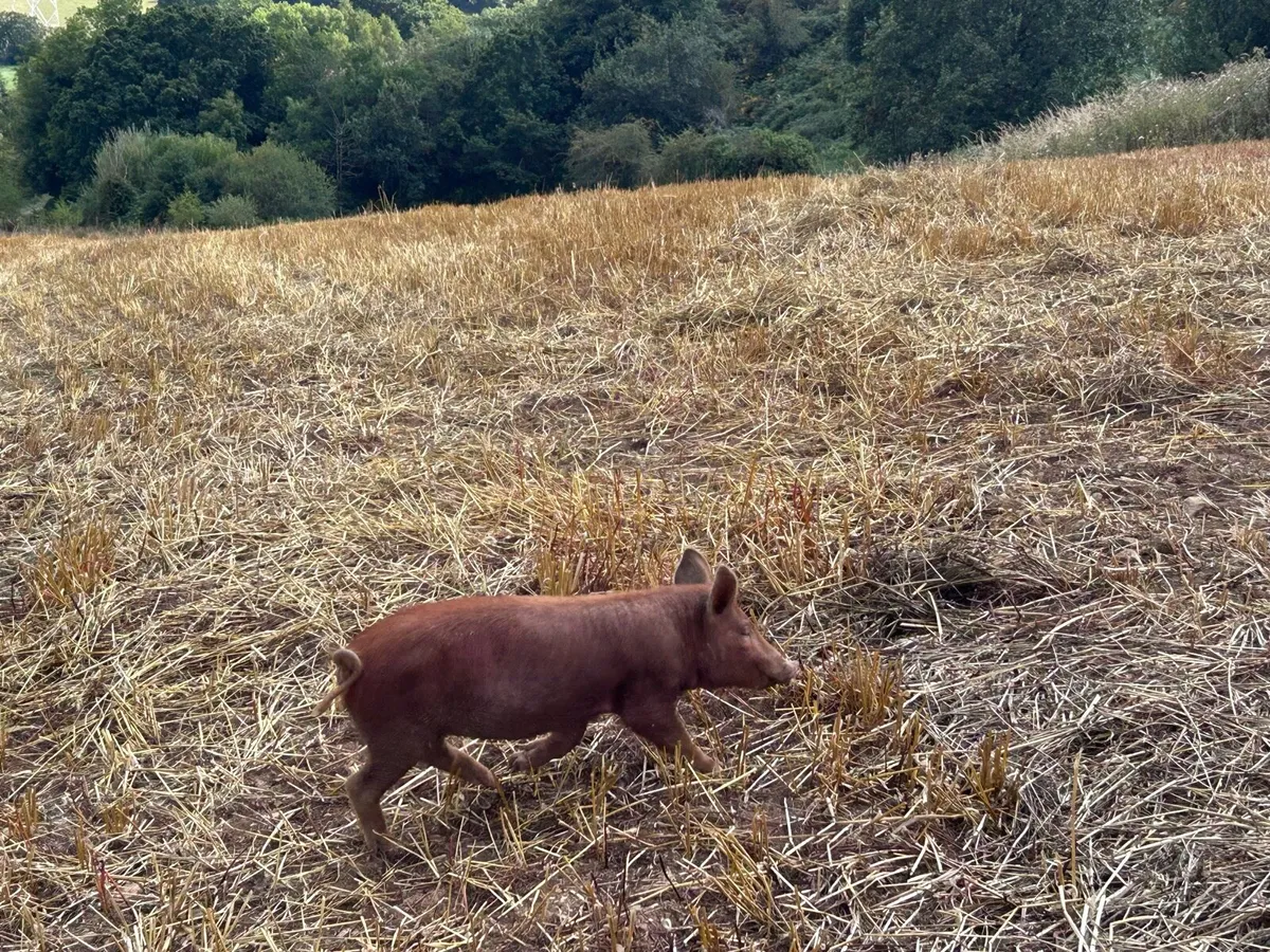Tamworth Organic Weaner Piglets pigs - Image 1