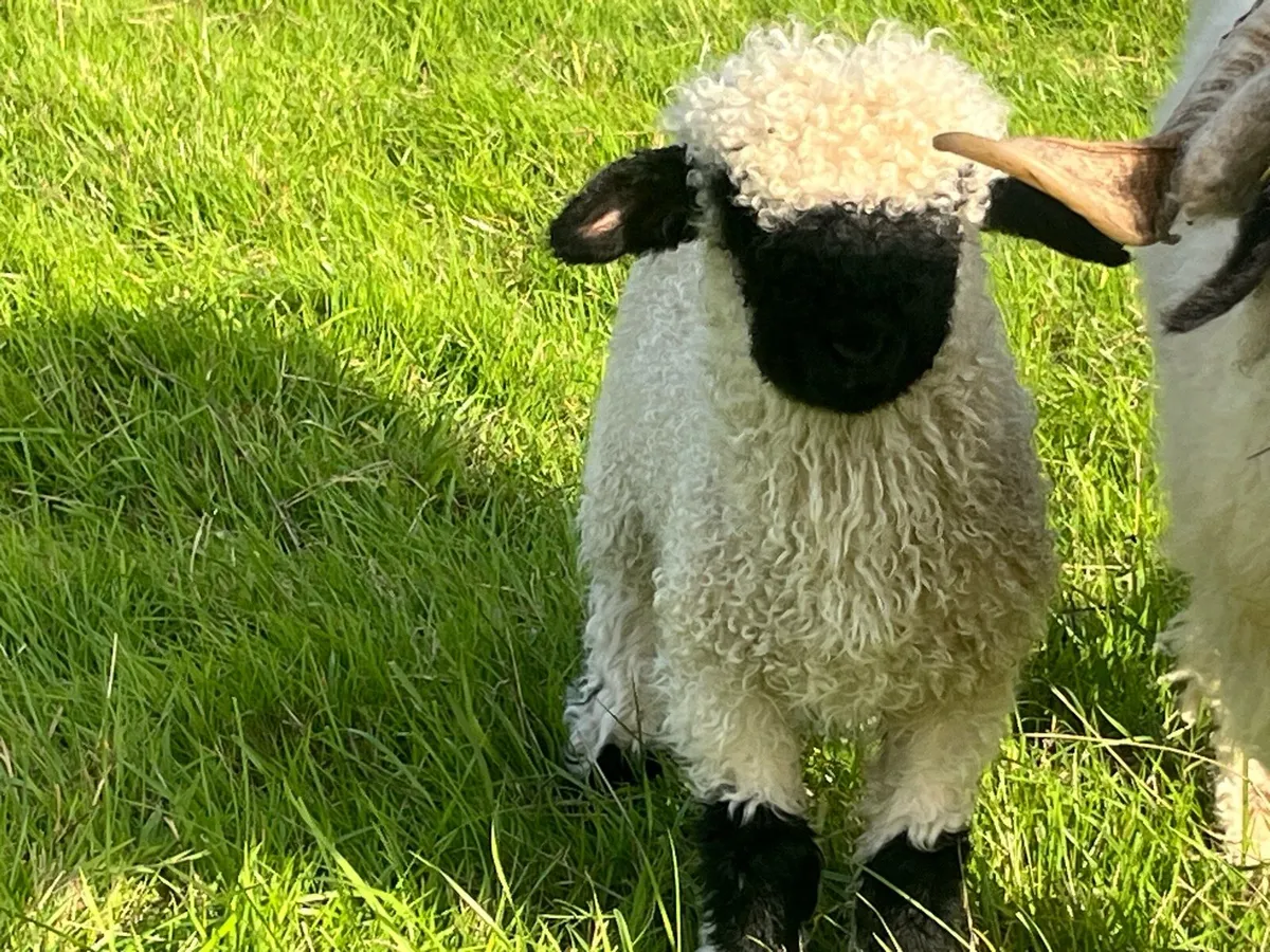 Valais Blacknose sheep - Image 1