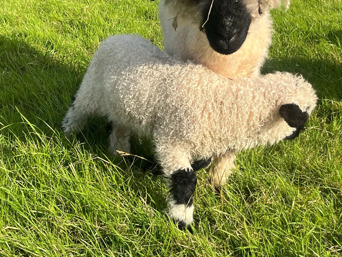 Valais Blacknose sheep - Image 2