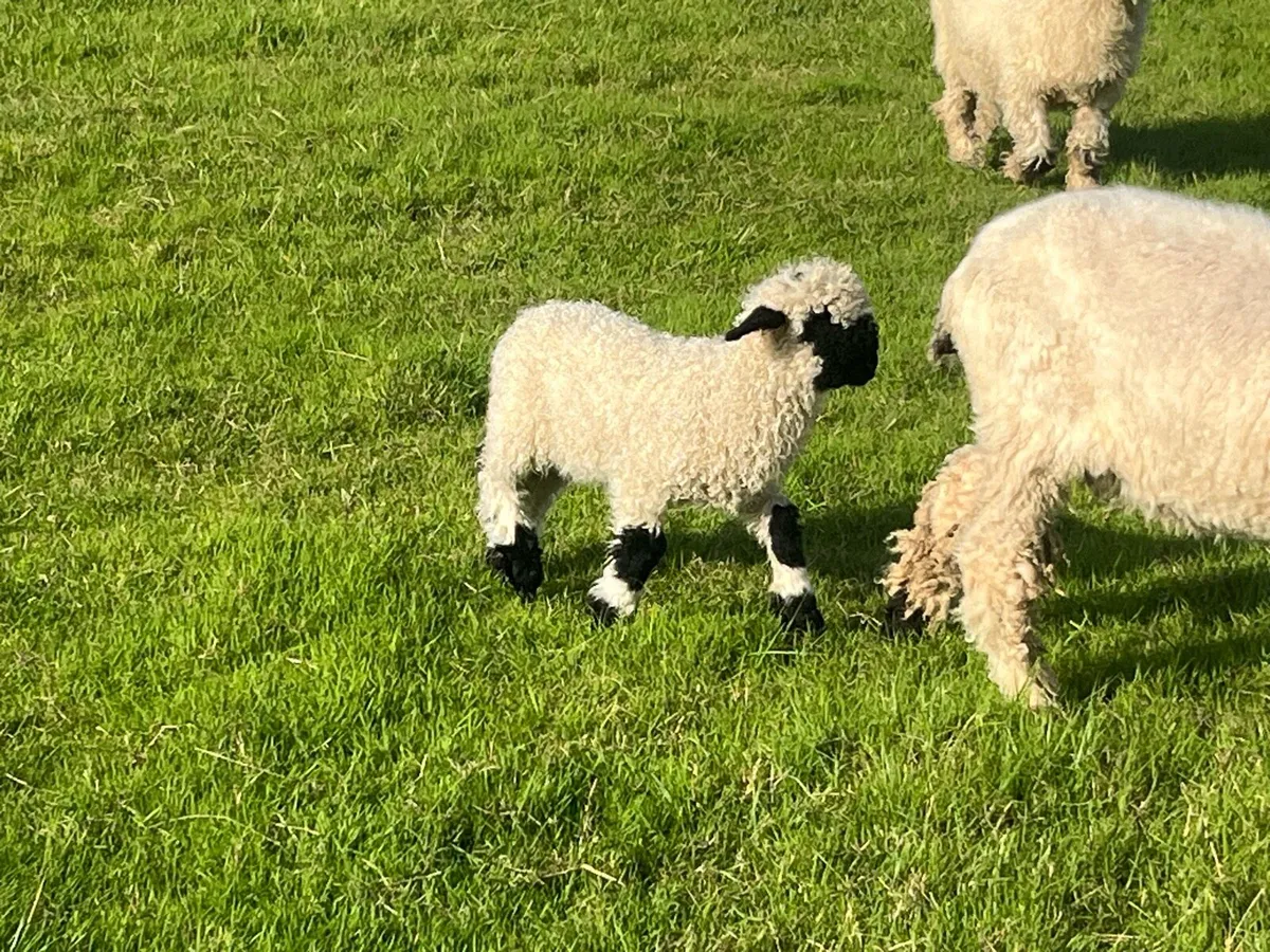 Valais Blacknose sheep - Image 3