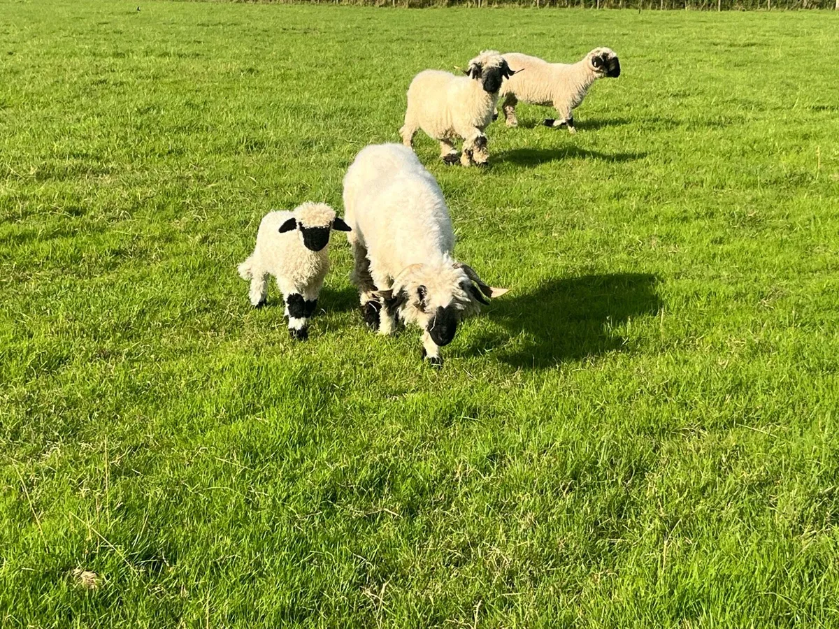 Valais Blacknose sheep - Image 4
