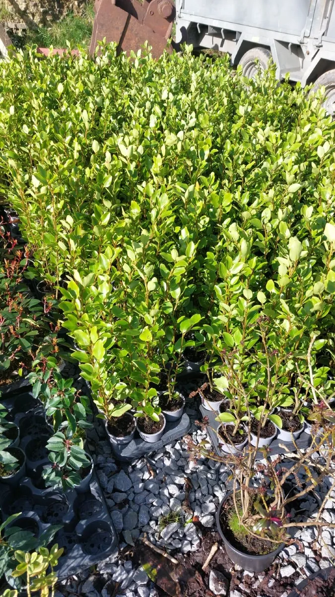 Griselinia Hedging - Image 2