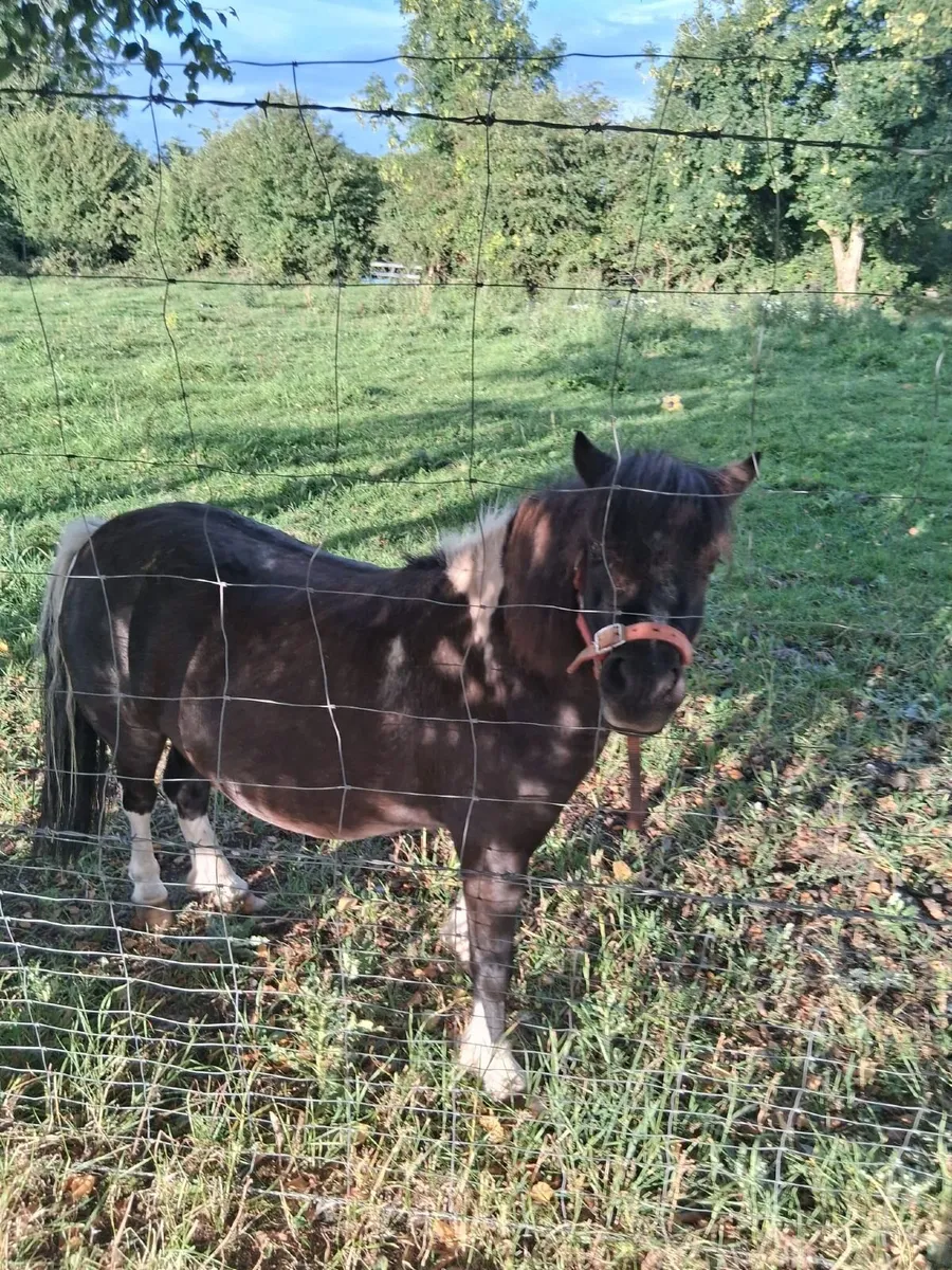 Shetland Pony filly - Image 1